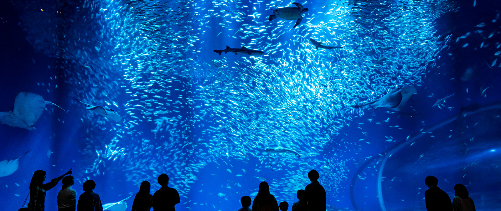 アクアワールド茨城県大洗水族館